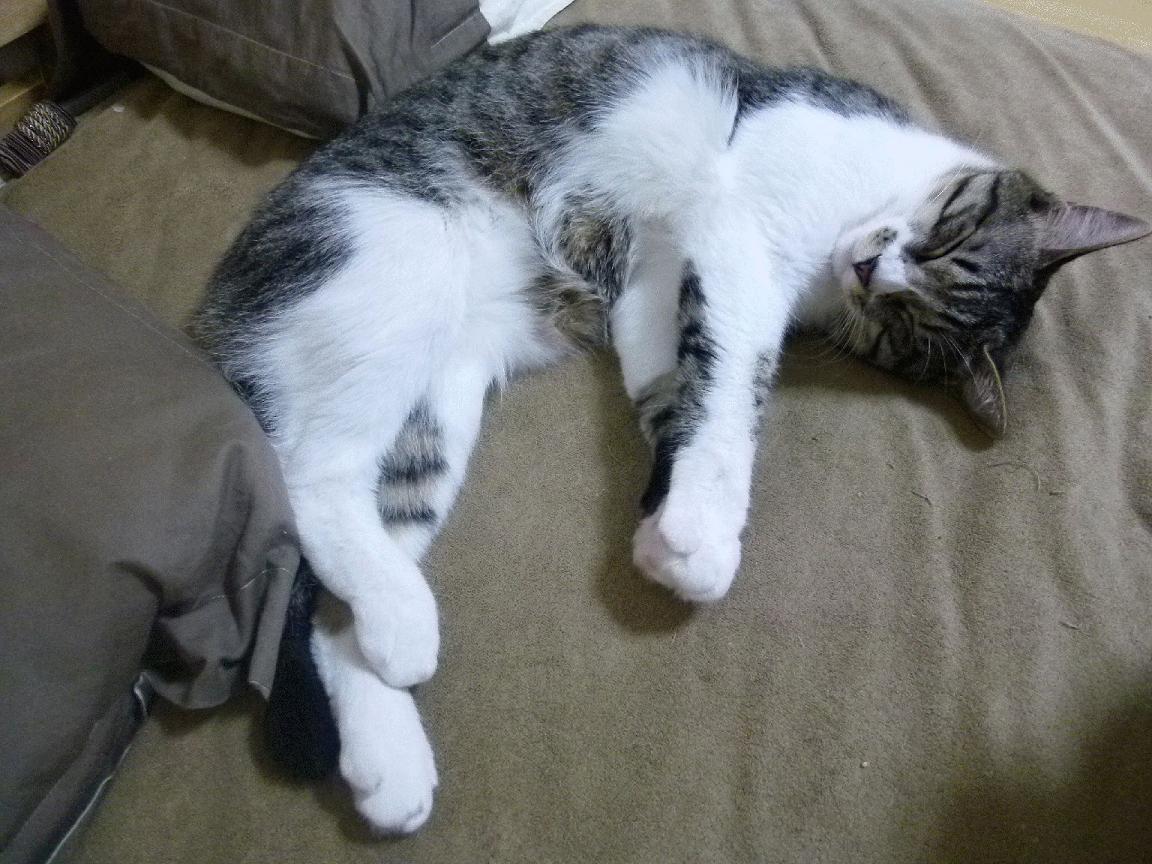 双城记,快船团队铁壁与班凯罗利剑,解码现代篮球的胜利方程式