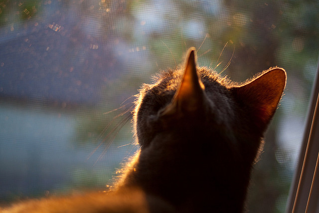 手术刀与心脏，范弗利特关键回合拒绝平庸