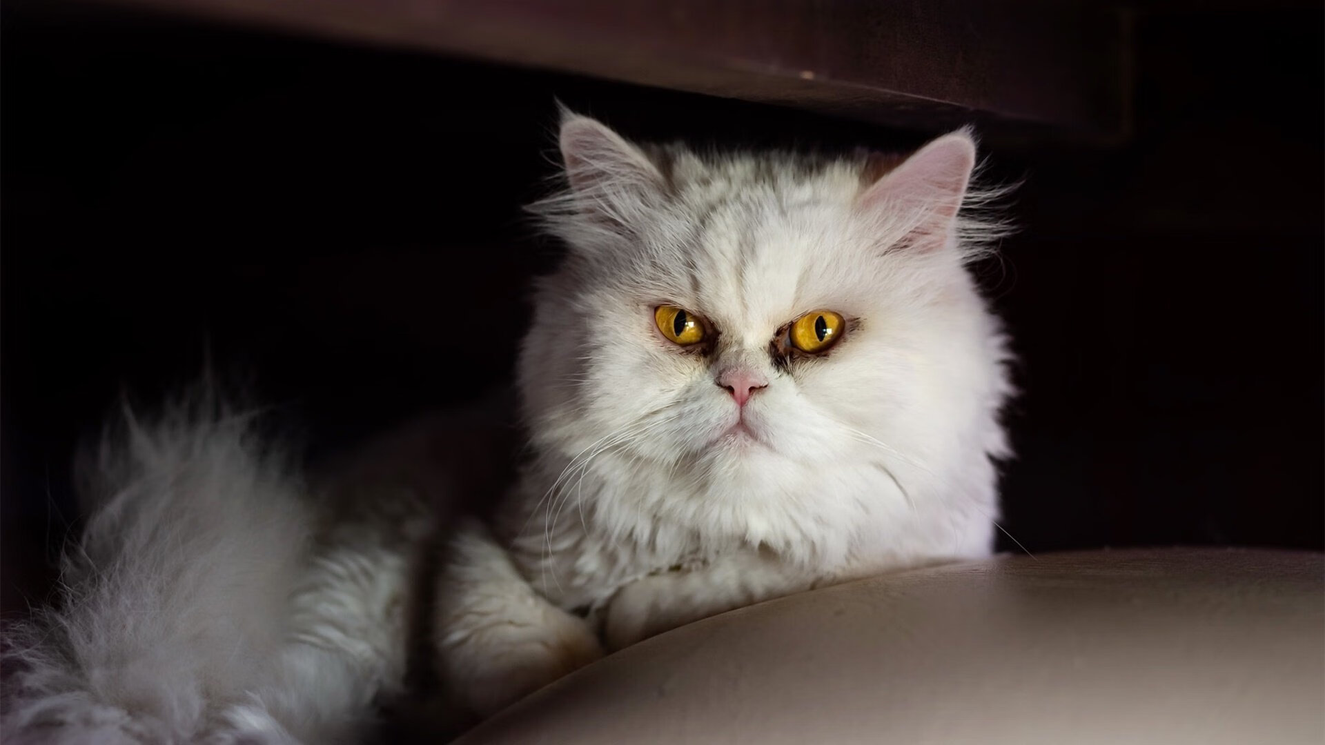 开云体育-天文篮球奇观，当太阳在黑暗时刻带走掘金