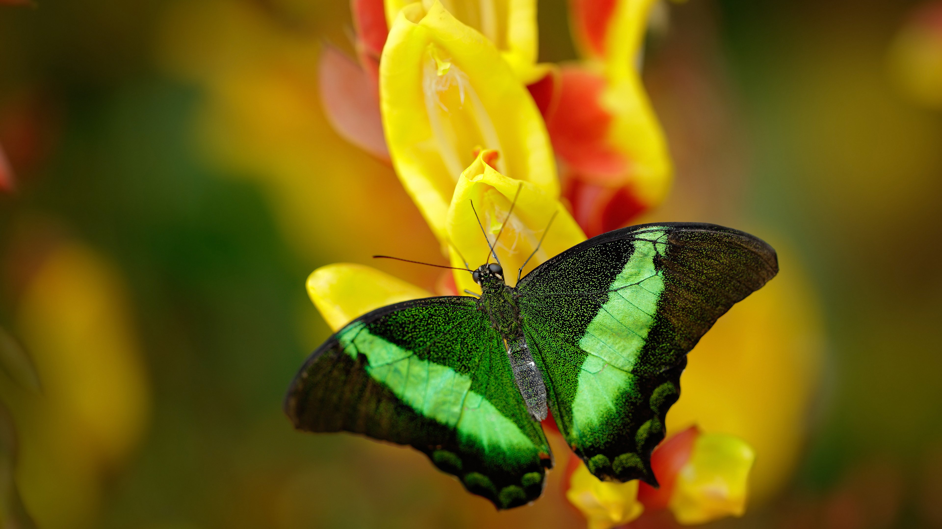 谜之救赎,德布劳内现身意甲焦点战,末节接管比赛背后的奇闻