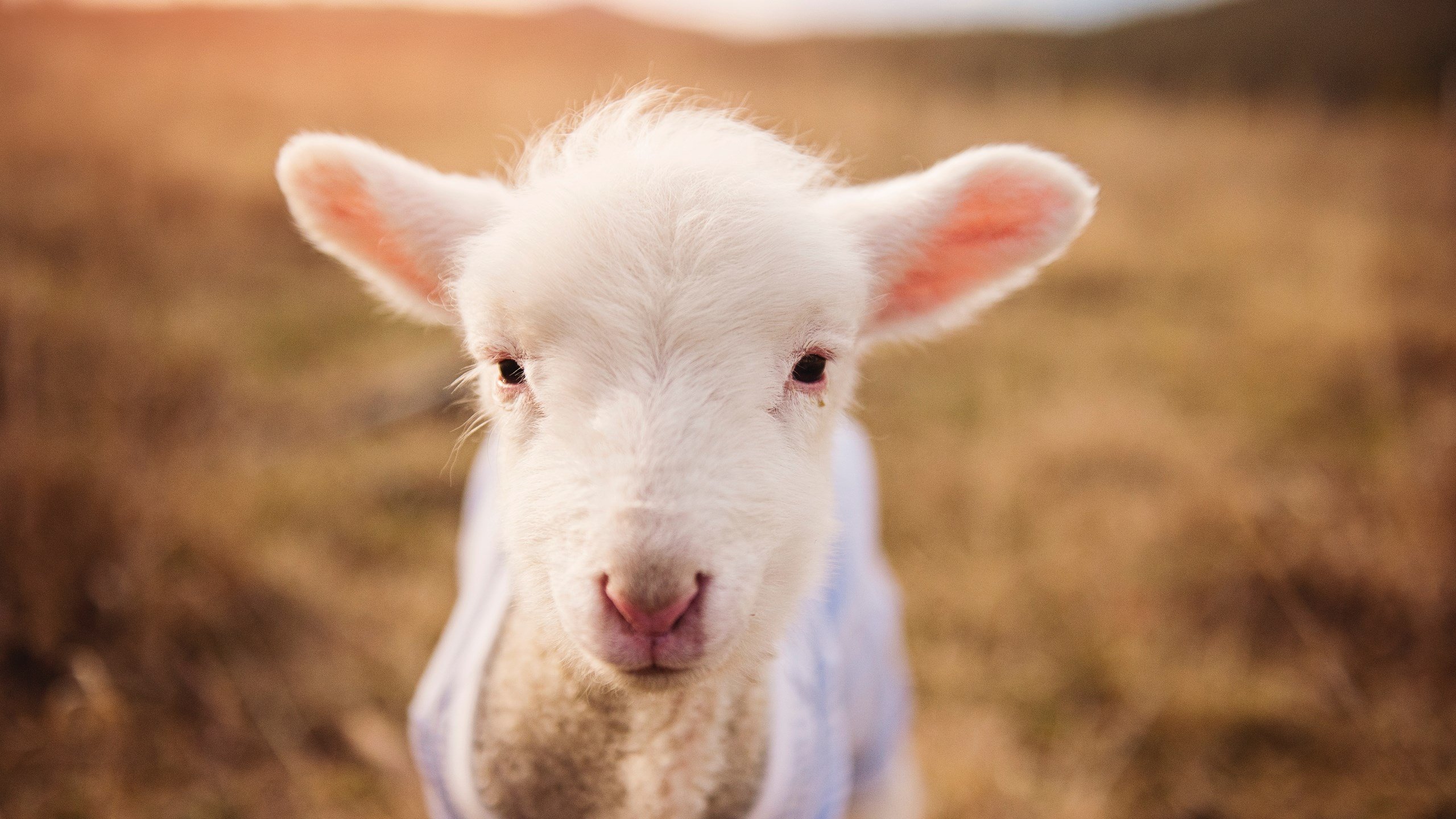 开云体育入口-钢之舞者，布鲁诺如何用锁链编织胜利的乐章