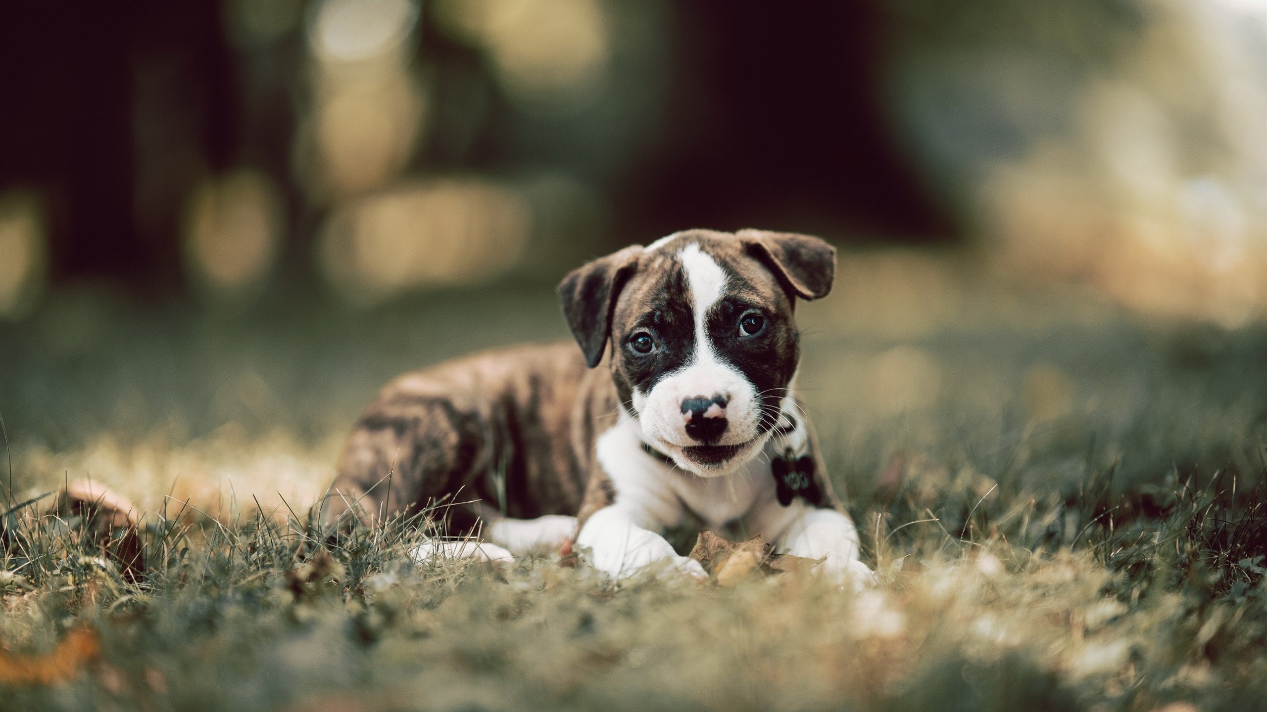 从板凳到灯塔，范弗利特一箭击落奇才，点燃休斯顿的火箭升空！