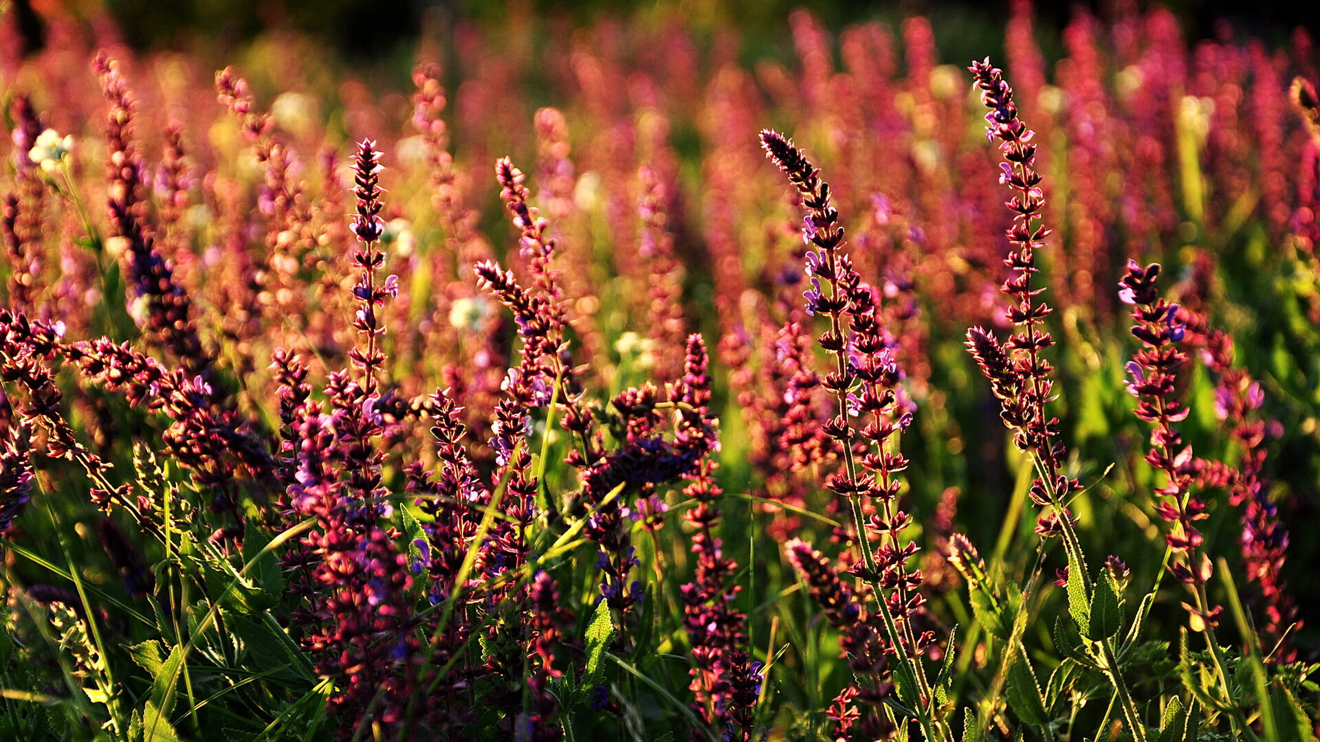 开云体育中国-4分钟风暴！阿坎吉的错误与修正