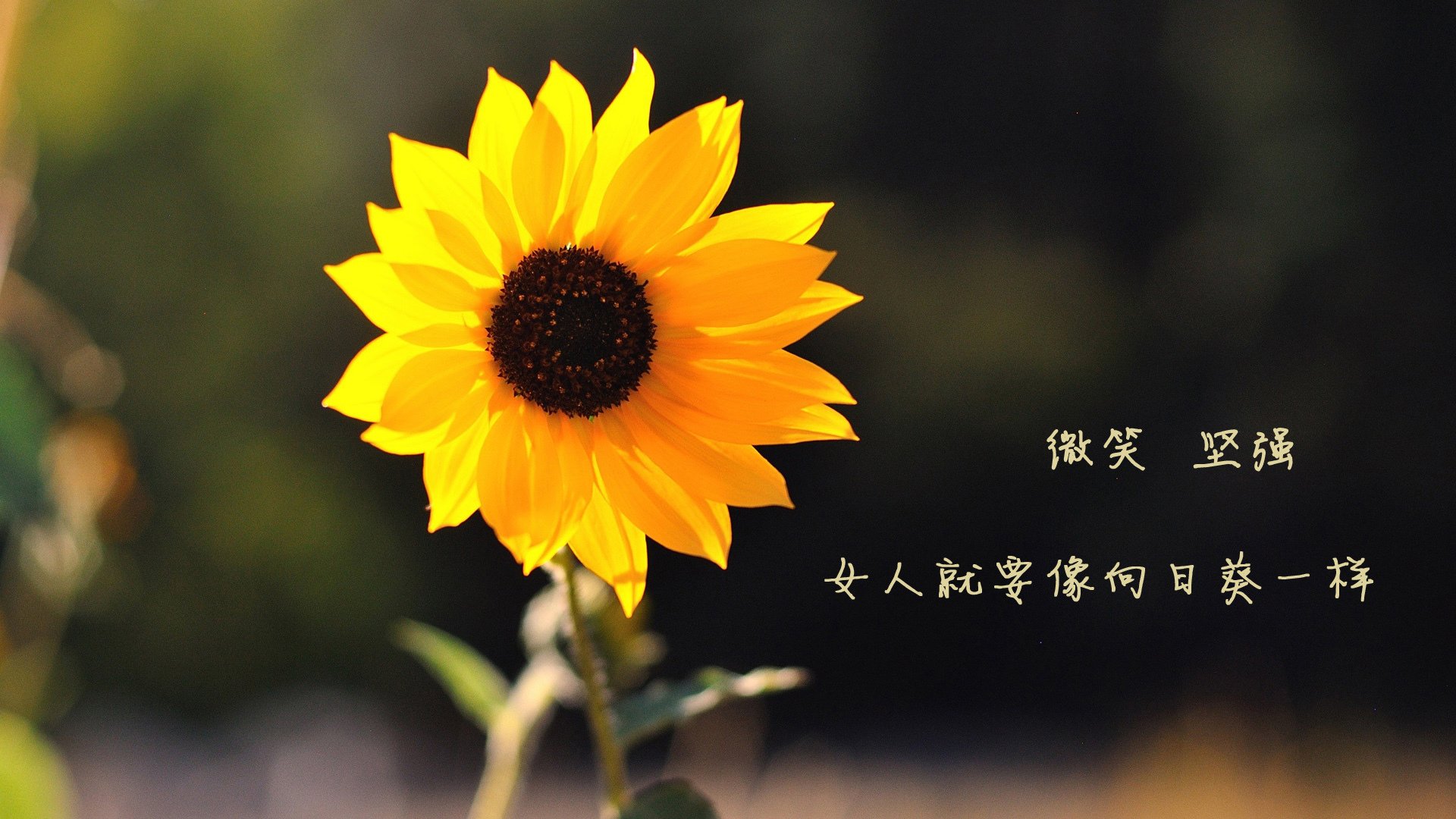 意甲焦点战之夜启示录，恩比德如何演绎篮球场上的压制级艺术