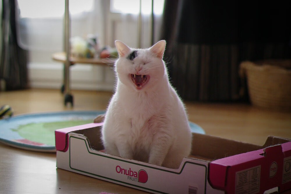 北欧童话的南非荆棘,奥利维耶绝境中的关键一击