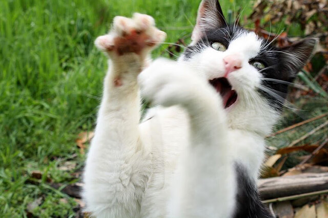 钢铁核心，当亚特兰大的冰与苏格兰的火在绿茵对话