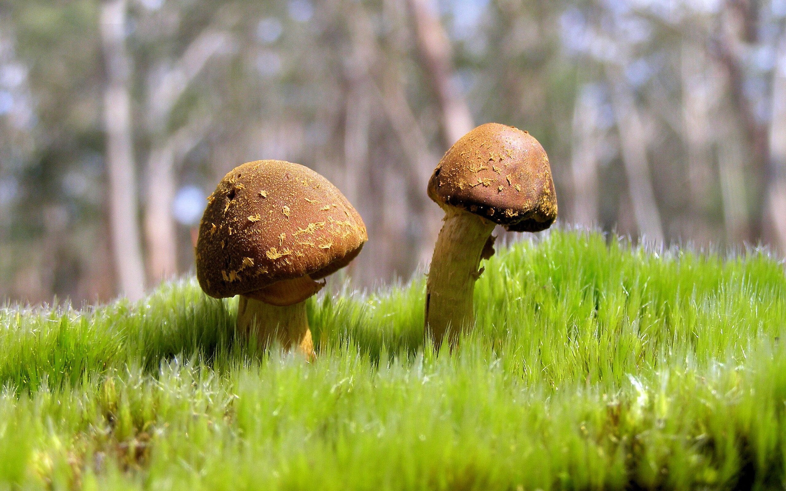 里程碑之夜,当独行侠遇上浙江,德罗赞穿越时空的篮球记忆