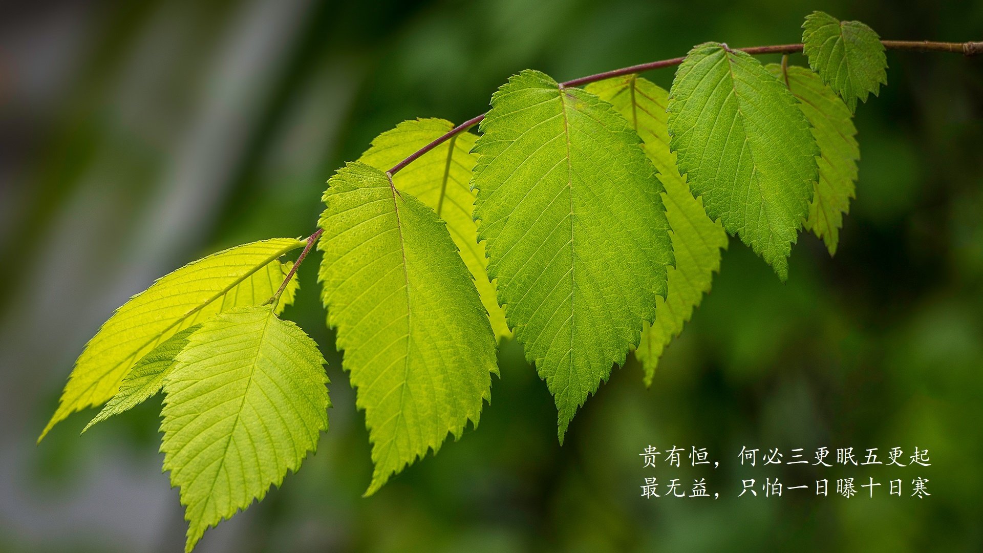 摩洛哥绝杀伊拉克,维尼修斯致命一击!2026世界杯历史重演,防守铸就辉煌